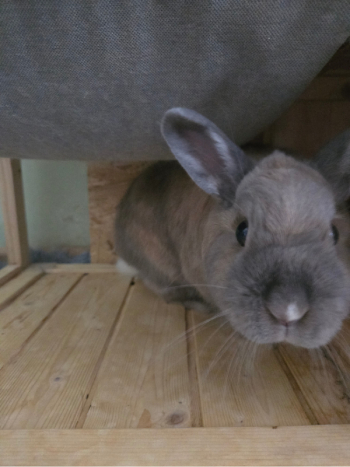 Veneta neues Zuhause 1