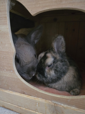 Veneta neues Zuhause 2