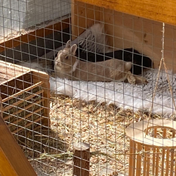 Venise neues Zuhause 2