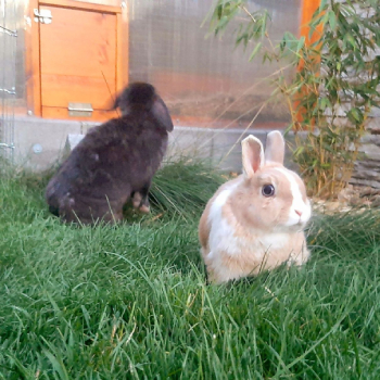 Venise neues Zuhause 3