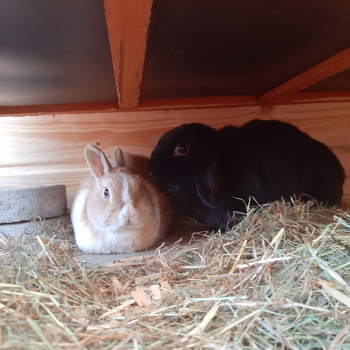 Venise neues Zuhause 4