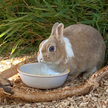 Venise neues Zuhause 5