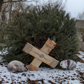 Alina neues Zuhause 1