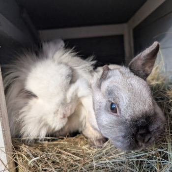 Alina neues Zuhause 2