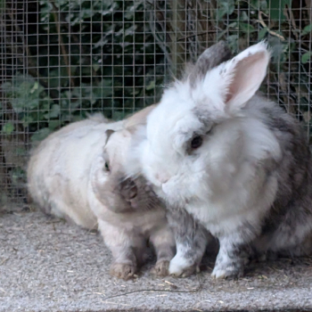 Alina neues Zuhause 3