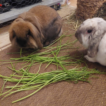 Cookie neues Zuhause 1