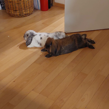 Cookie neues Zuhause 2