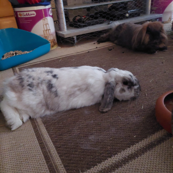 Cookie neues Zuhause 3