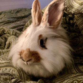 Fiebi Finnley neues Zuhause 2