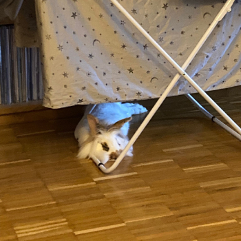 Fiebi Finnley neues Zuhause 3
