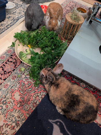 Wilbur Karla im neuen Zuhause 2