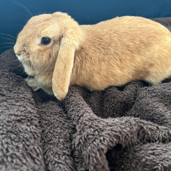 Knödel neues Zuhause 1