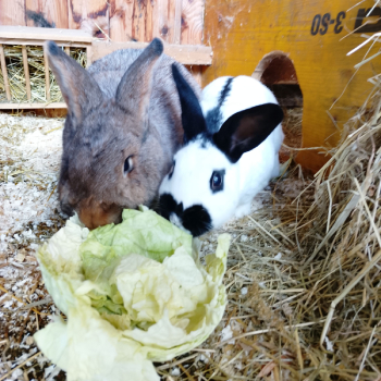 2024 07 Lizzy neues Zuhause 1