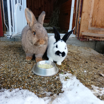 2024 07 Lizzy neues Zuhause 2