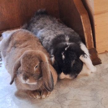 Melisandre neues Zuhause 4