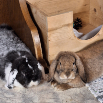 Melisandre neues Zuhause 5