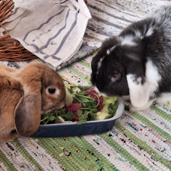 Melisandre neues Zuhause 6