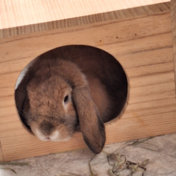 Melisandre neues Zuhause 7