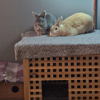 Nanni Zuhause gefunden 1