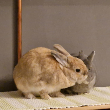 Nanni Zuhause gefunden 3