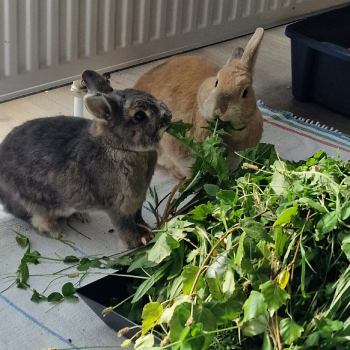 Nanni Zuhause gefunden 4