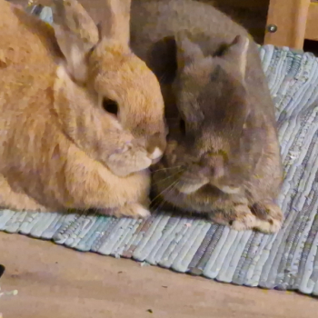 Nanni Zuhause gefunden 5