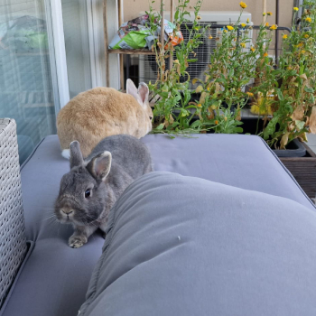 Nanni Zuhause gefunden 6