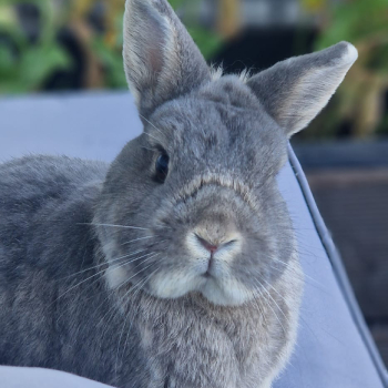 Nanni Zuhause gefunden 7