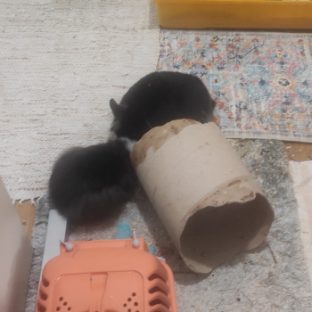 Sansa neues Zuhause 2