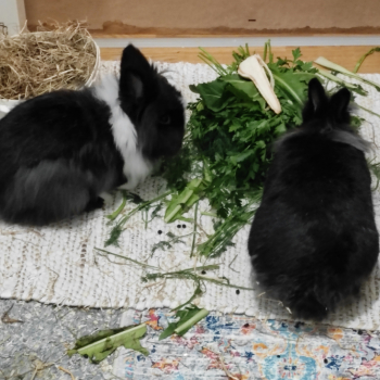 Sansa neues Zuhause 3