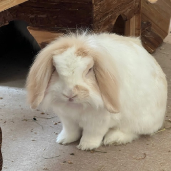 Sunny neues Zuhause 3