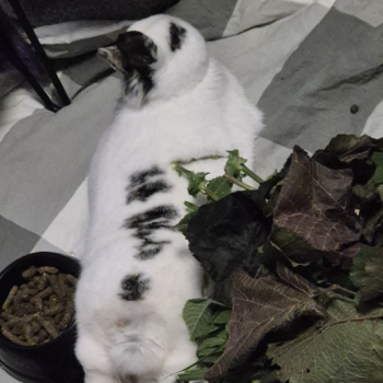 Sybil neues Zuhause 3