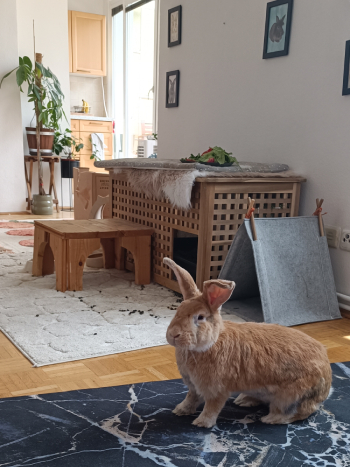 Zaide neues Zuhause 2