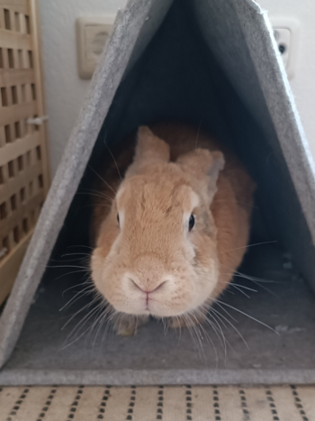 Zaide neues Zuhause 3