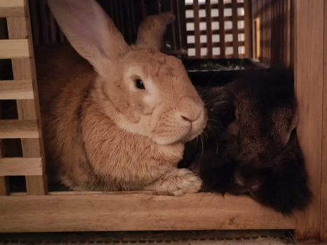 Zaide neues Zuhause 4