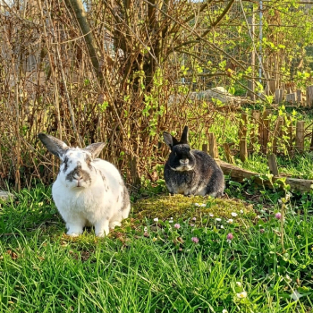 Inga neues Zuhause 1