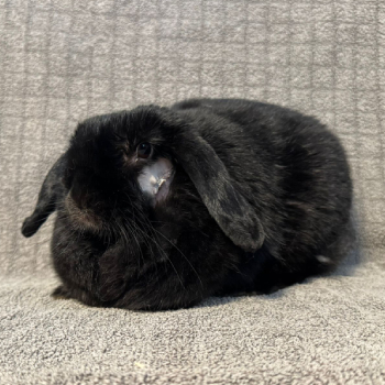 2026 02 Frau Klopfer