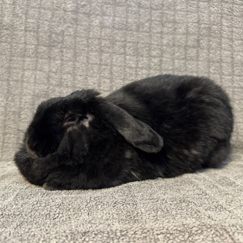 2026 02 Frau Klopfer 3