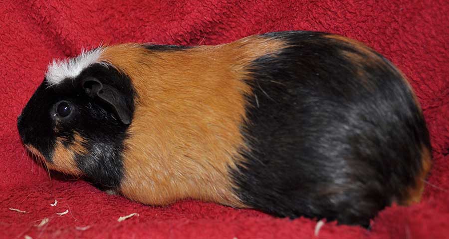 Pamina 1