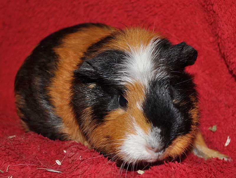 Pamina 3